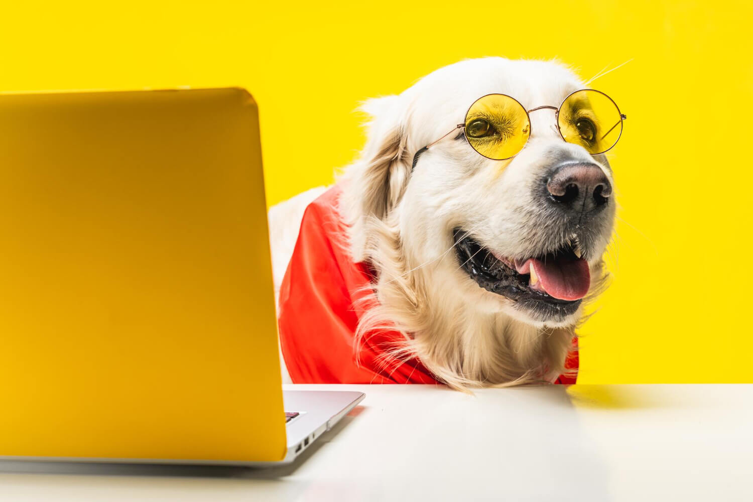 O que é necessário para abrir um pet shop online?