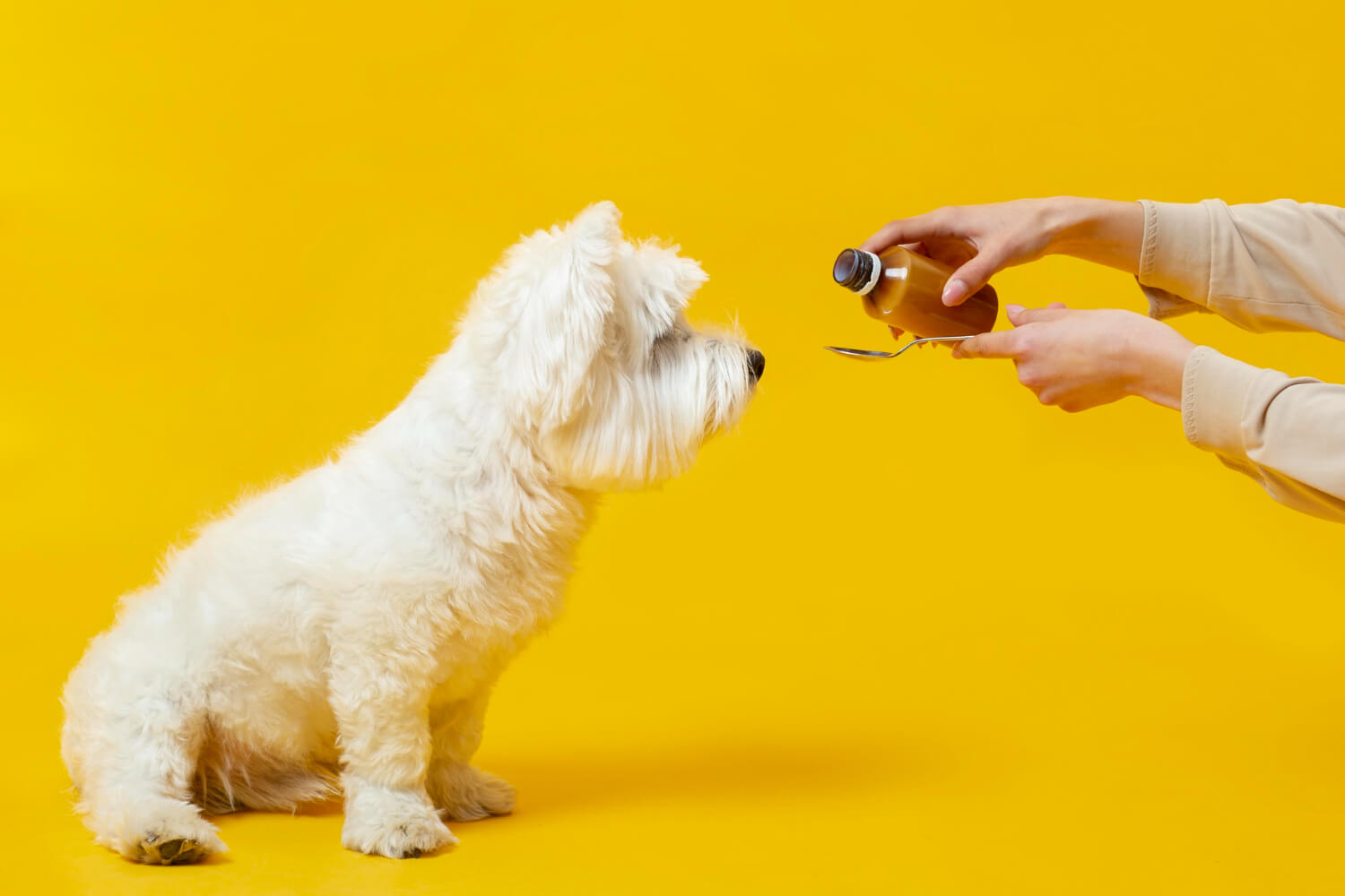 Saúde e Cuidados Veterinários para Cães e Gatos: O que Todo Dono de Pet Shop Precisa Saber